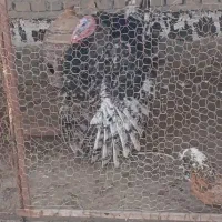 دو عدد بوقلمون نر