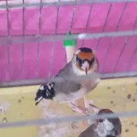 سهره نر|پرنده|خوی, |دیوار