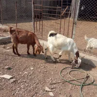 بز ابستن