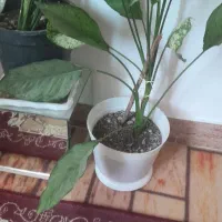 گل های اپارتمانی اگلونما