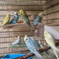 مرغ عشق انگلیسی و رینبو چتری و اسپانگل