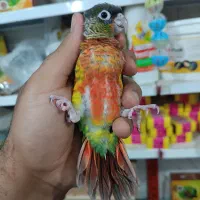 راهب خورشیدی ناندی کانور گرینچیک جوجه سرلاکی|پرنده|اهواز, شریعتی جنوبی|دیوار