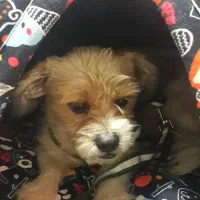 سگ گمشده شیتزو|حیوانات|قدس, شهر‌قدس|دیوار