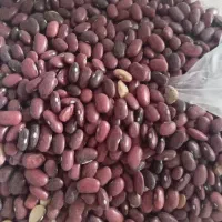 فروش نخود و لوبیا قرمز