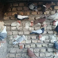 کفتر پریده|پرنده|ماهان, |دیوار