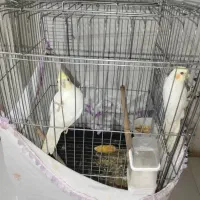 یک جفت عروس هلندی نر سخنگو ماده جوجه سه ماهه هست|پرنده|شیراز, شاهچراغ|دیوار
