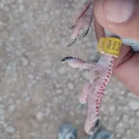 کبوتر پلاکی|پرنده|رامشیر, |دیوار