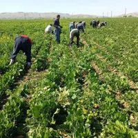 سرکارگر تمام کارهای کشاورزی