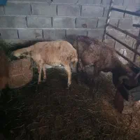 نر گوسفنددوساله|حیوانات مزرعه|جلین, |دیوار