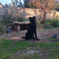 سگ‌گله و نگهبان