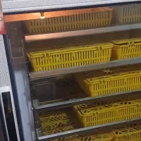 دستگاه جوجه کشی تمام اتو ماتیک|لوازم جانبی حیوانات|سروستان, |دیوار