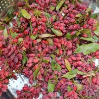 زرشک تازه خراسان جنوبی|خوردنی و آشامیدنی|پاکدشت, پاکدشت (مامازند)|دیوار