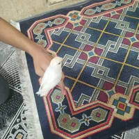 کوتوله برزیلی|پرنده|شیراز, کوشک میدان|دیوار