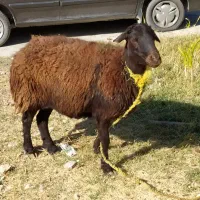 نوم خدا میش داشتی درجه یک ابستن|حیوانات مزرعه|زاغه, |دیوار