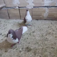 کبوتر خوشرنگ سرخ