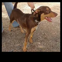 واگذاری سگ نگهبان|سگ|مشهد, پنجتن|دیوار