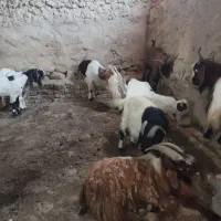 فروش بزغاله