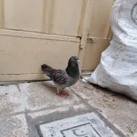 نر دمگیرسیمونی