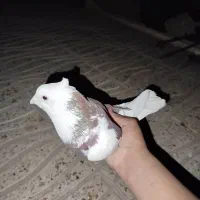 کبوتر خوشگل|پرنده|بافت, |دیوار