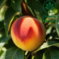 هلو با کیفیت و اصلاحشده|خدمات باغبانی و درختکاری|بروجن, |دیوار