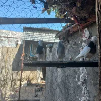 کبوتر طوق پاک