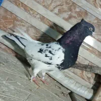 پرنده کبوتر کفتر کله سیاه