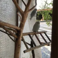 مرغ عشق|پرنده|ساری, |دیوار