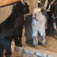 بز و بزغاله|حیوانات مزرعه|فلاورجان, |دیوار