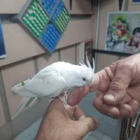 عروس آلبینو