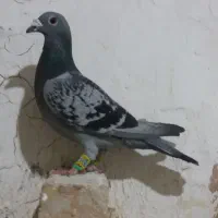 ۴جفت آلمانی .پلاکی