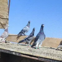نر چاپی مسافتی 5 تا  نر جوانه کفتر