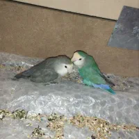 چهار تا طوطی برزیلی زیبا وبازیگوش|پرنده|بهار, |دیوار