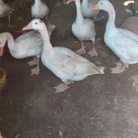 غاز