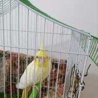 عروس هلندی ماده آماده