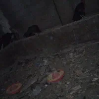 مرغ لاری ۱۲ عدد ۲عدد خوروس اصل لاری بقیه مرغ|حیوانات مزرعه|عجب شیر, |دیوار