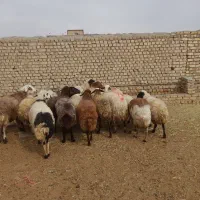 فروش میش داشتی