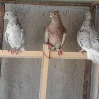 کبوتر
