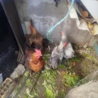 مرغ خانگی تخم گذار