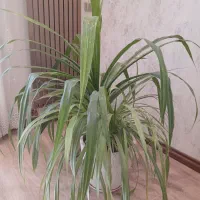 گل پاندانوس|گل و گیاه طبیعی|کرج, گوهردشت|دیوار