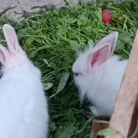 بچه خرگوش ۳ماهه|موش و خرگوش|اسلامشهر, شهرک قائمیه|دیوار