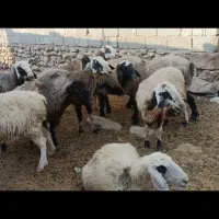 میش داشتی