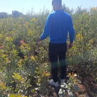 تضمیــن باردهی نهـال