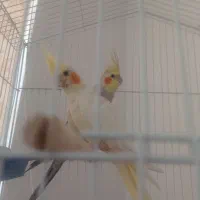 عروس هلندی مولد