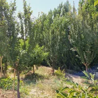 ۷۰۰ متر زمین باغی سند تک برگ