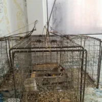 سهره|پرنده|بیجار, |دیوار