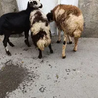 شیشک پلنگی بره قوچ بره ماده|حیوانات مزرعه|بروجرد, |دیوار