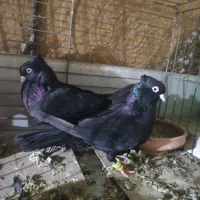کبوتر ذاغ سیاه نرو ماده|پرنده|شیراز, جانبازان|دیوار