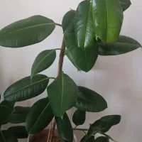 گل فیکوس|گل و گیاه طبیعی|ارومیه, |دیوار