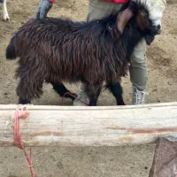 بزغاله چاق سالم به شرط|حیوانات مزرعه|بجنورد, |دیوار