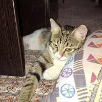 گربه واگذاری